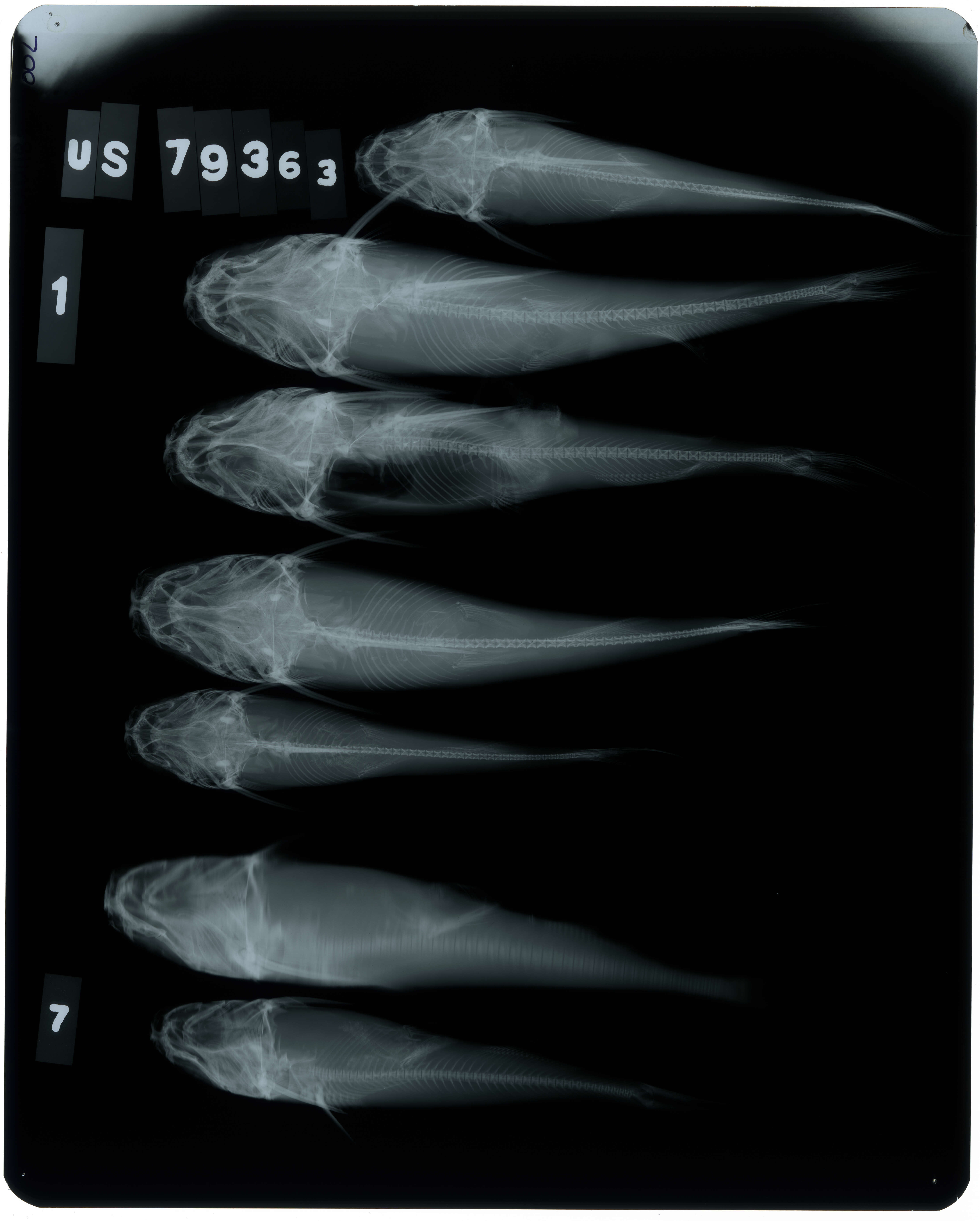 صورة Cathorops higuchii Marceniuk & Betancur-R. 2008