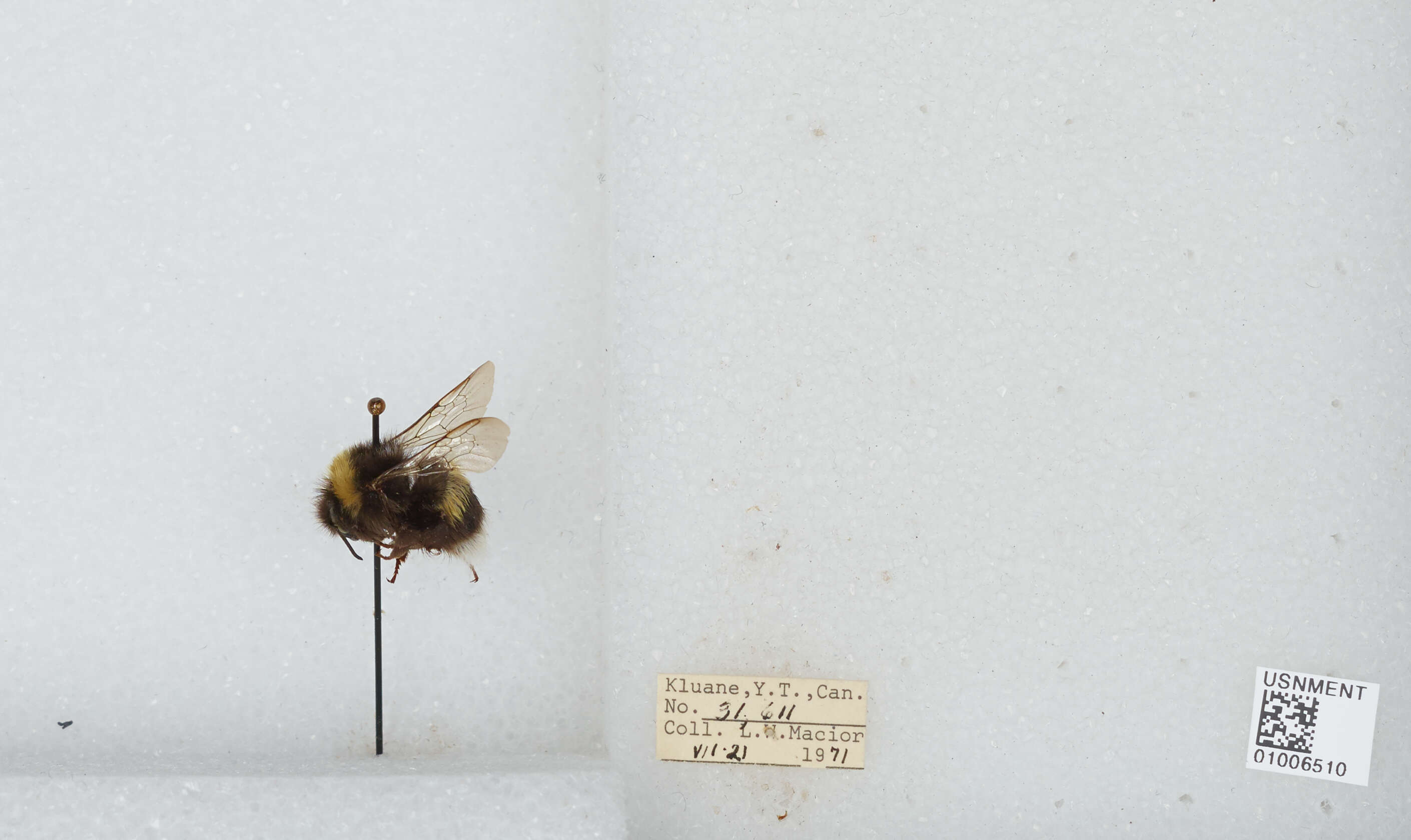 Image of White-tailed bumblebee