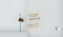 Image of Frigid Bumble Bee