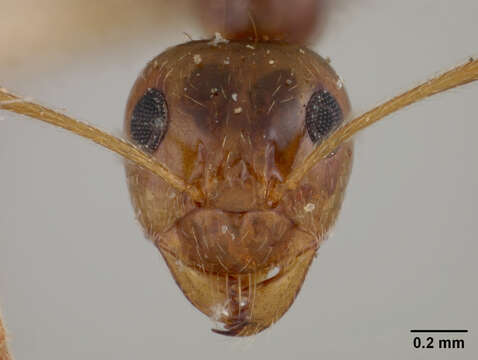 Image of False Honey Ant