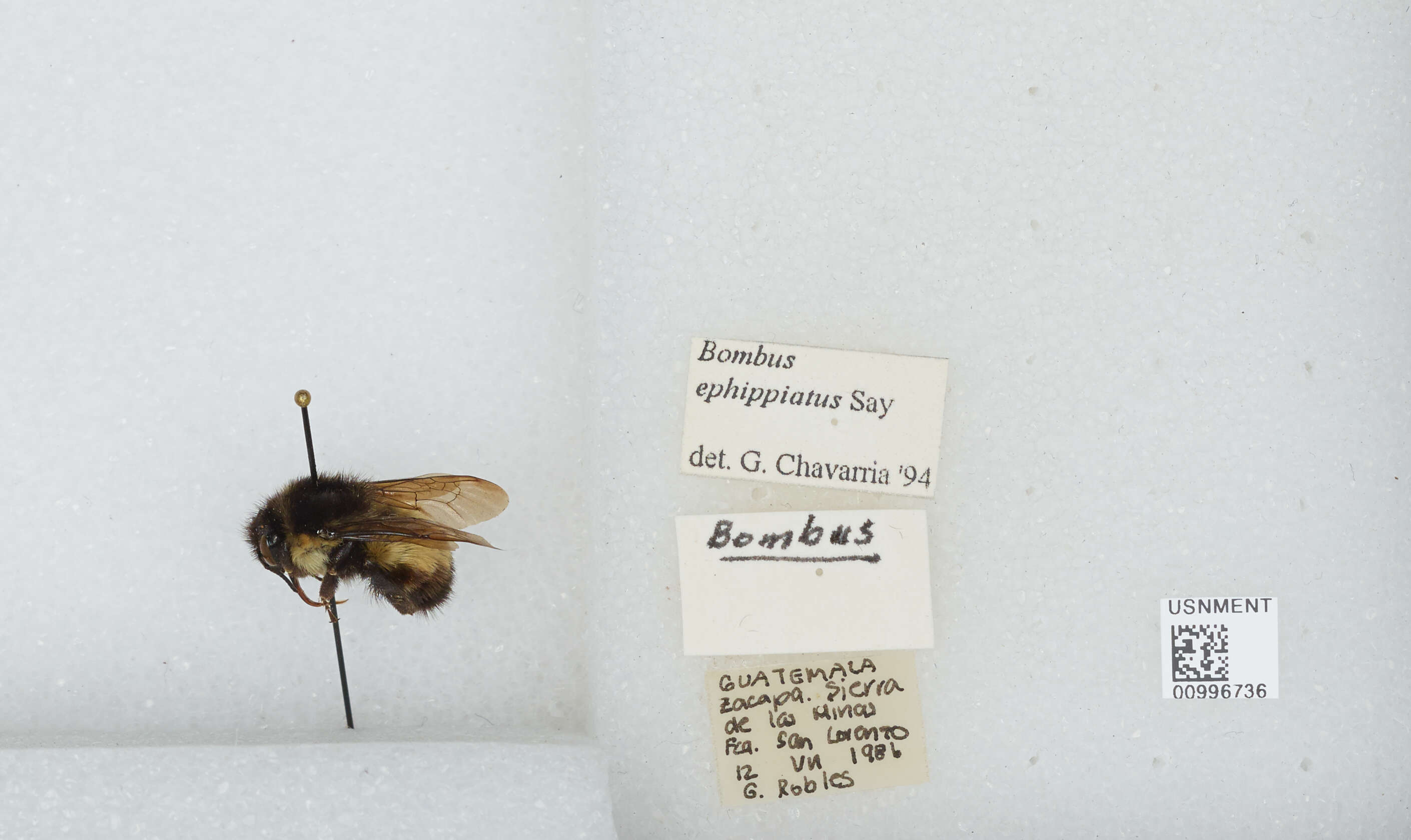 Bombus ephippiatus Say 1837 resmi