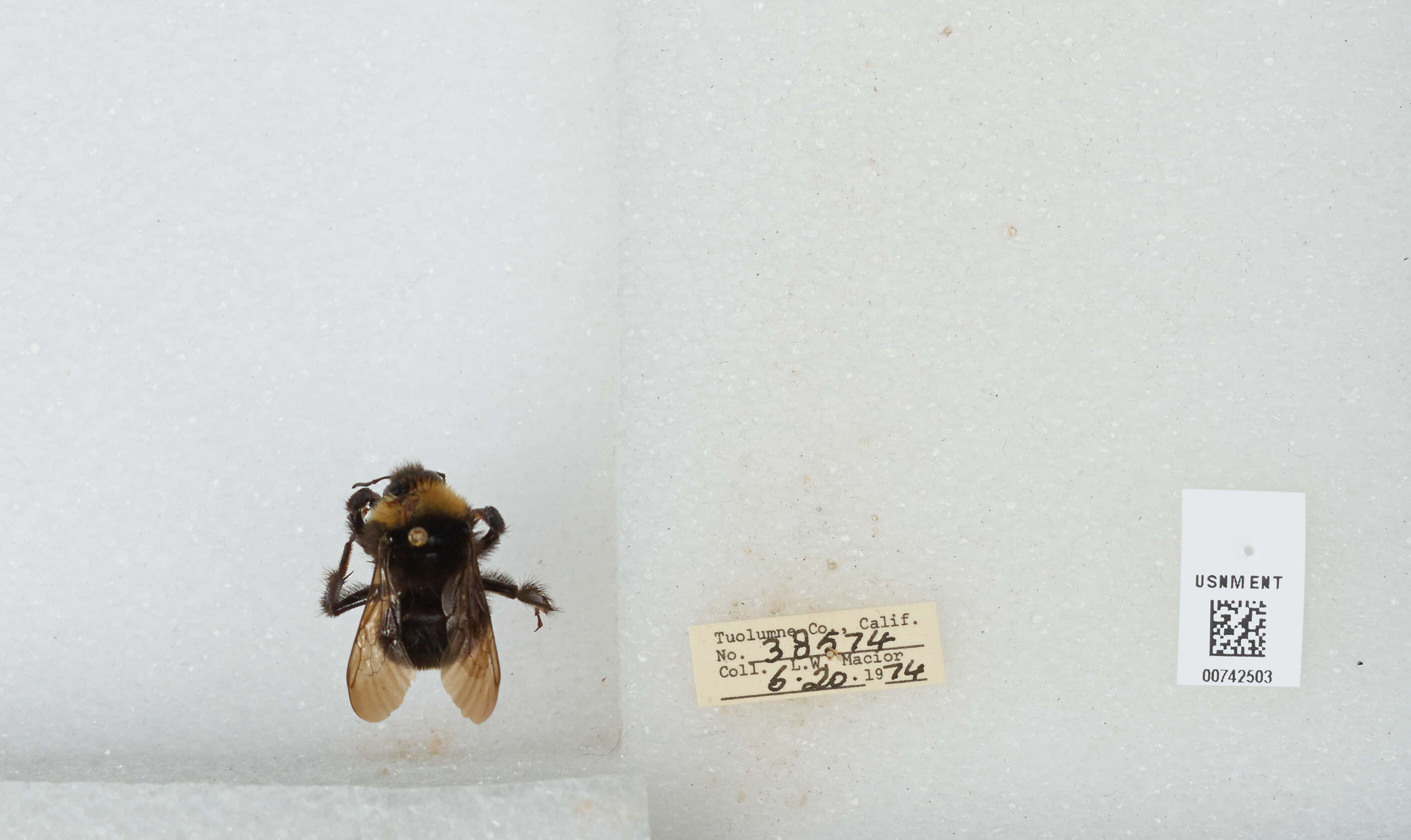 Imagem de Bombus californicus Smith 1854