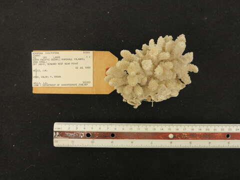 Слика од Acropora digitifera (Dana 1846)