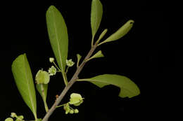 Image of Wimmeria confusa Hemsl.