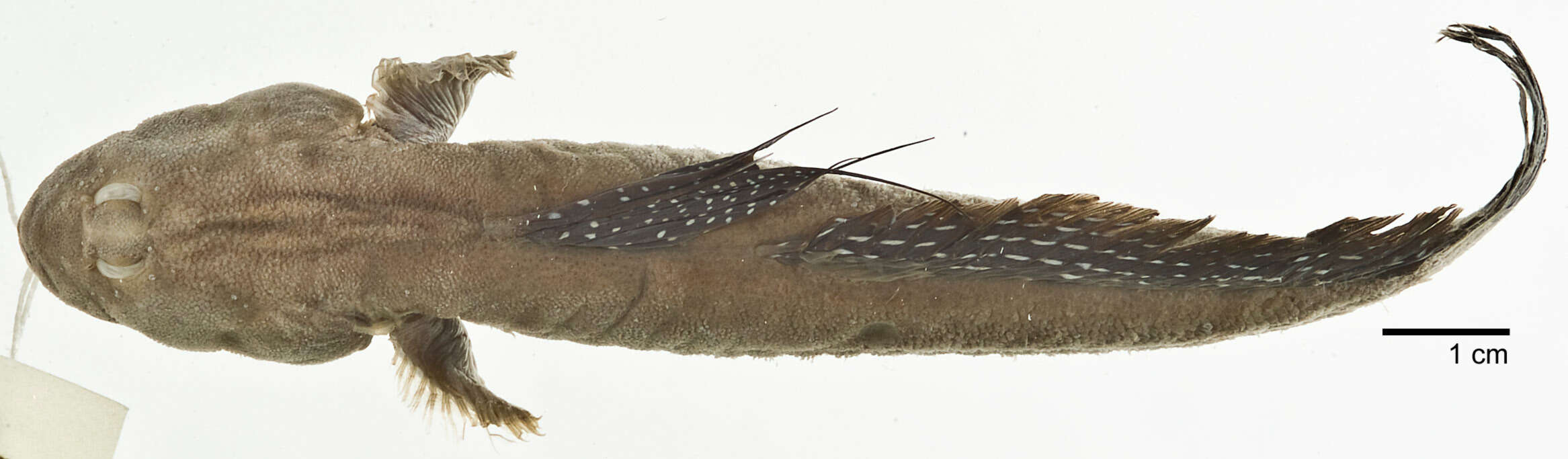 Слика од Boleophthalmus pectinirostris (Linnaeus 1758)