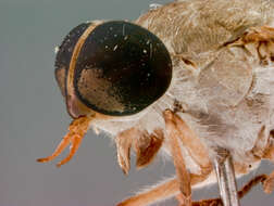 Image of Tabanus tumidicallus Burger 1982