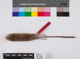 Image of Fresno kangaroo rat