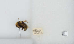 Image de Bombus insularis (Smith 1861)