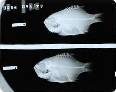 Image of Deepsea jewfish