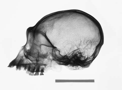 Image de Hylobates lar entelloides I. Geoffroy Saint-Hilaire 1842