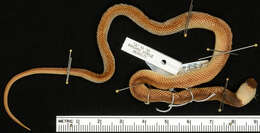 Image of Crowned False Boa