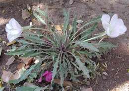 Imagem de Oenothera cespitosa subsp. marginata (Nutt. ex Hook. & Arn.) Munz