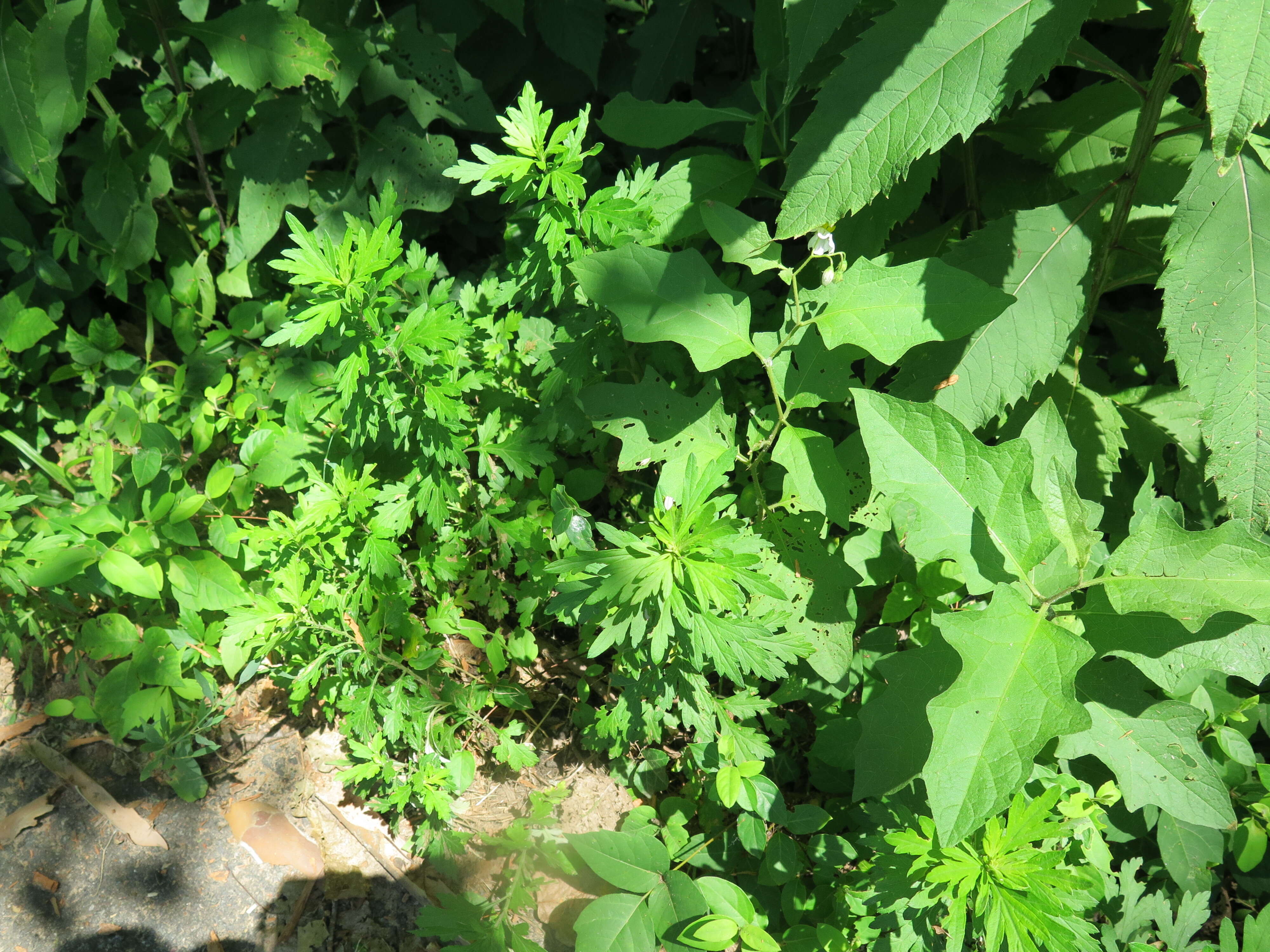 Image de Solanum carolinense L.