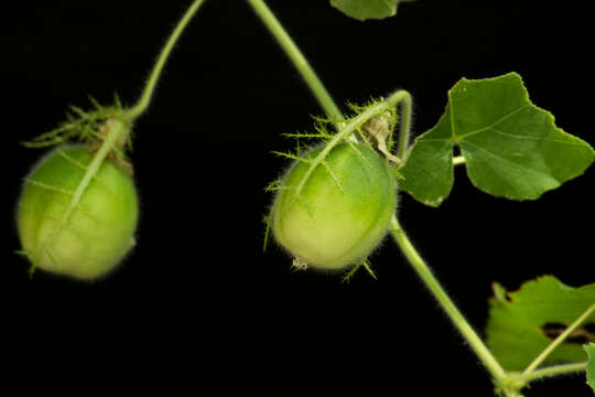 Sivun Passiflora foetida var. gossypiifolia (Desv. ex Ham.) Masters kuva