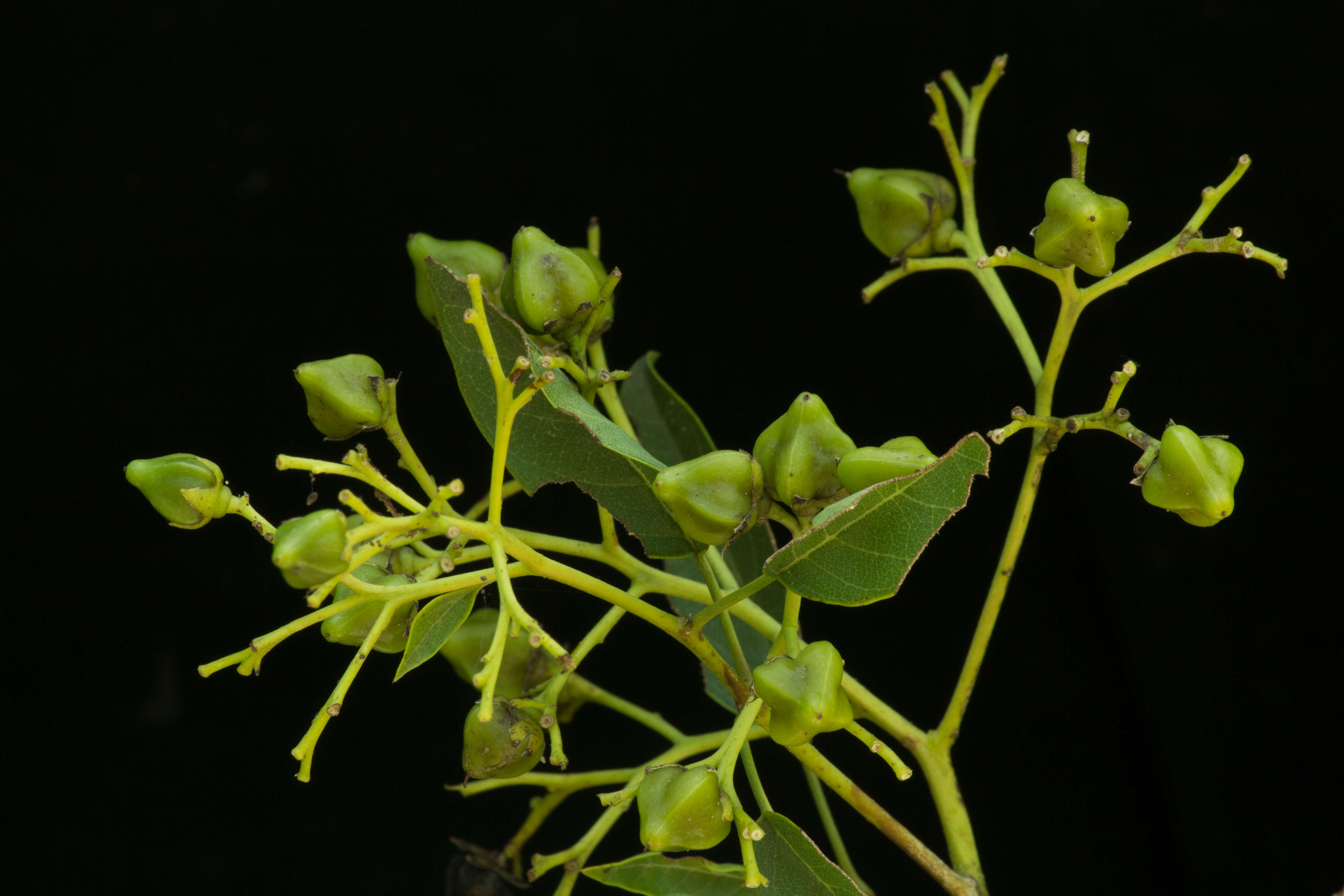 Image of Bourreria purpusii T. S. Brandegee