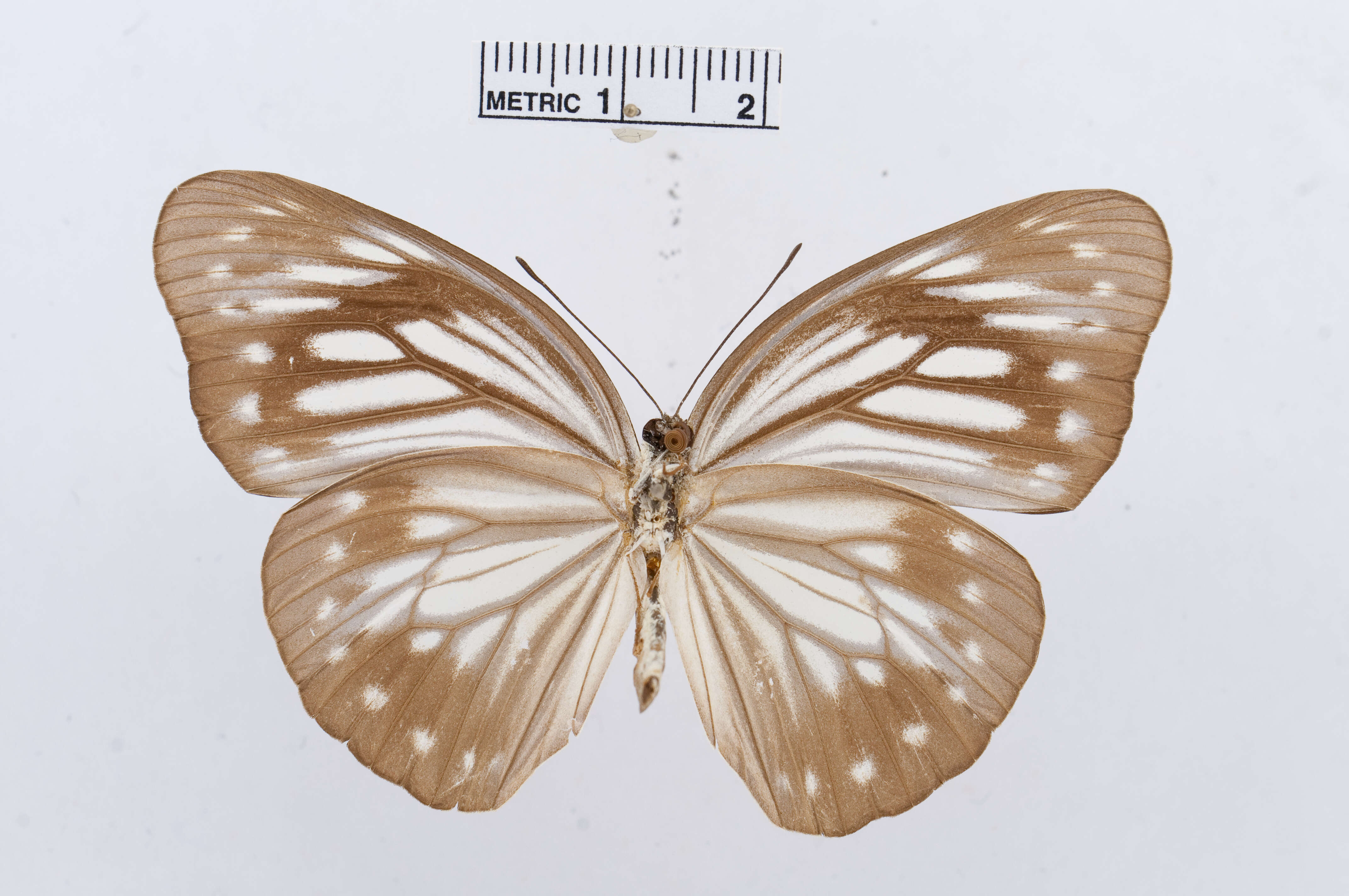 Image of Pareronia phocaea (Felder & Felder 1861)