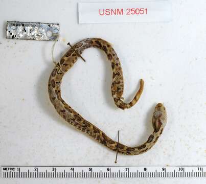 Image of Oaxacan Pygmy Rattlesnake; exiguus