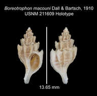 Image of Boreotrophon macouni Dall & Bartsch 1910