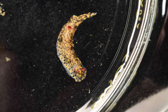 Image of Red gilled yellow spotted green slug