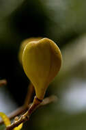 Image of Cochlospermum orinocense (Kunth) Steud.