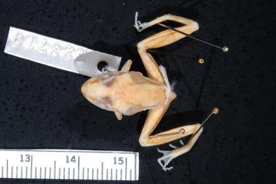 Image of Broad-palmed Rocket Frog