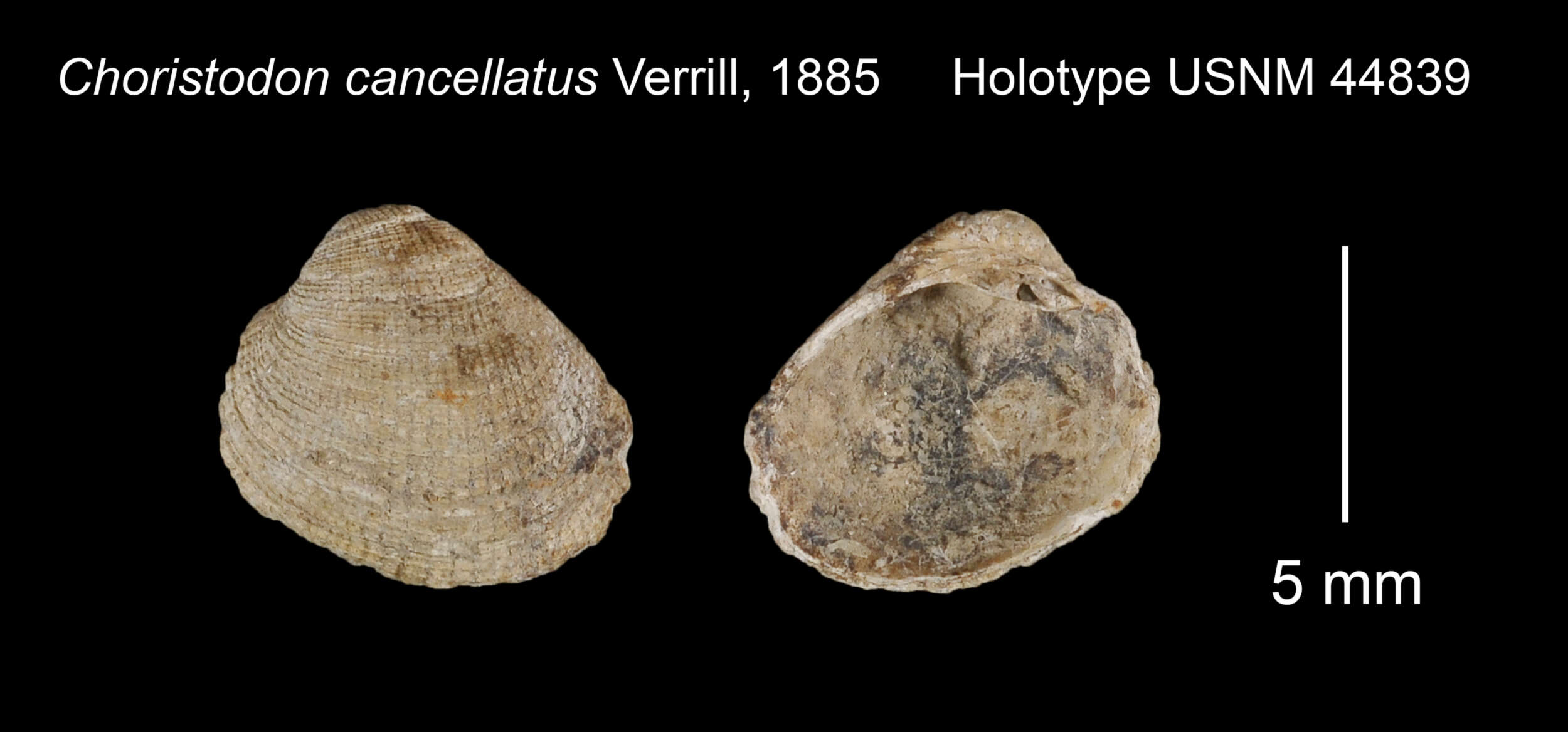 Image of Choristodon cancellatus A. E. Verrill 1885