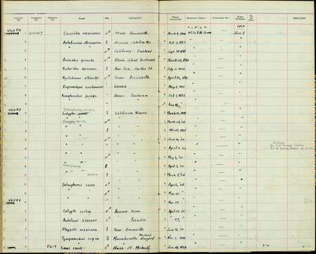 صورة Aphelocoma californica oocleptica Swarth 1918