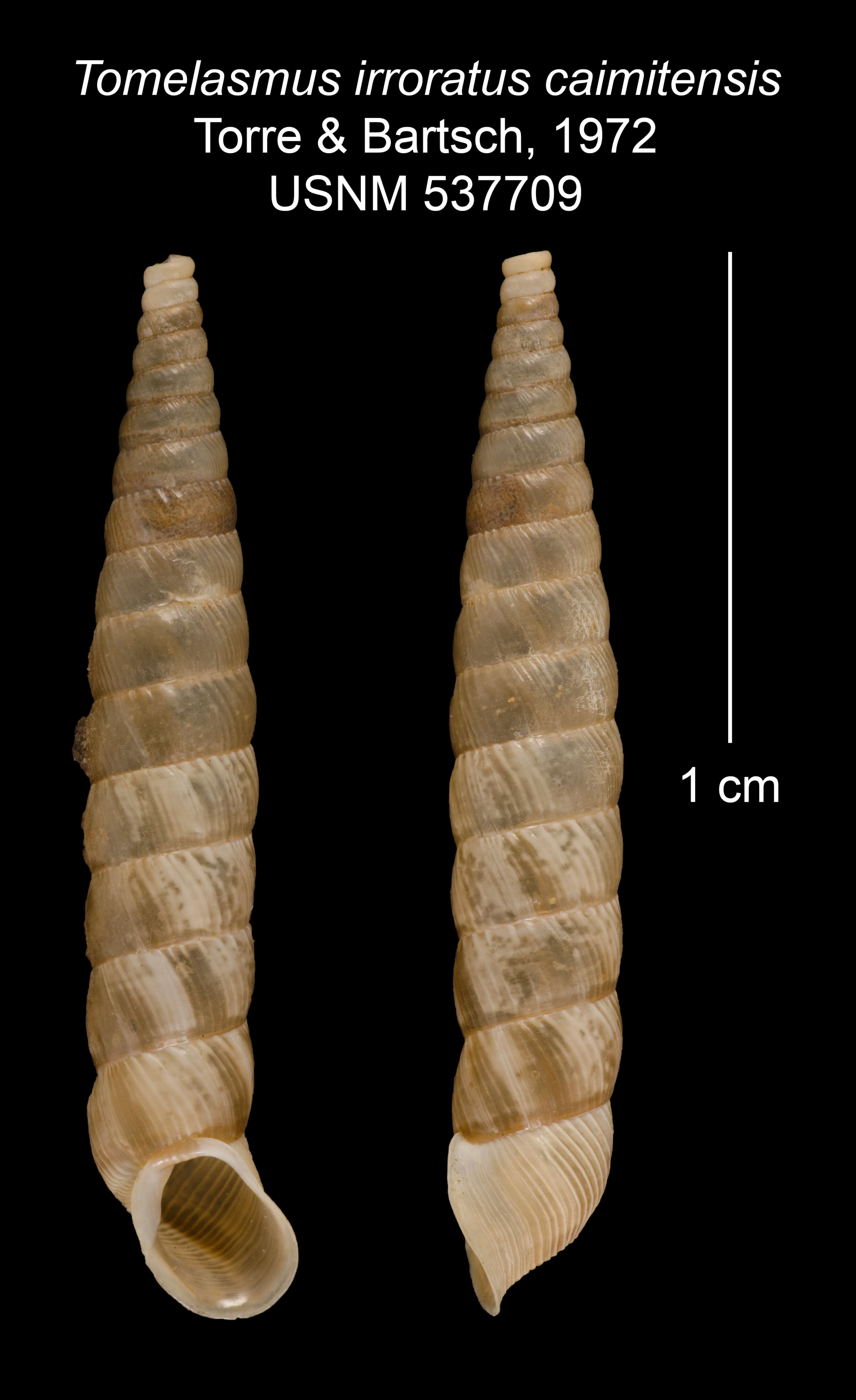 Imagem de Tomelasmus irroratus caimitensis C. Torre & Bartsch 1972