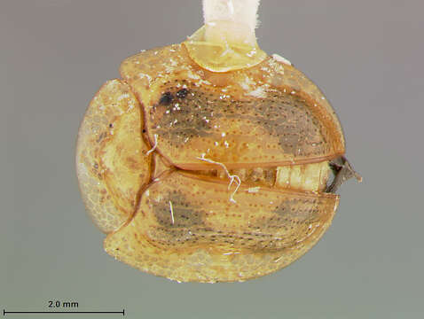 Metriona Weise 1896 resmi