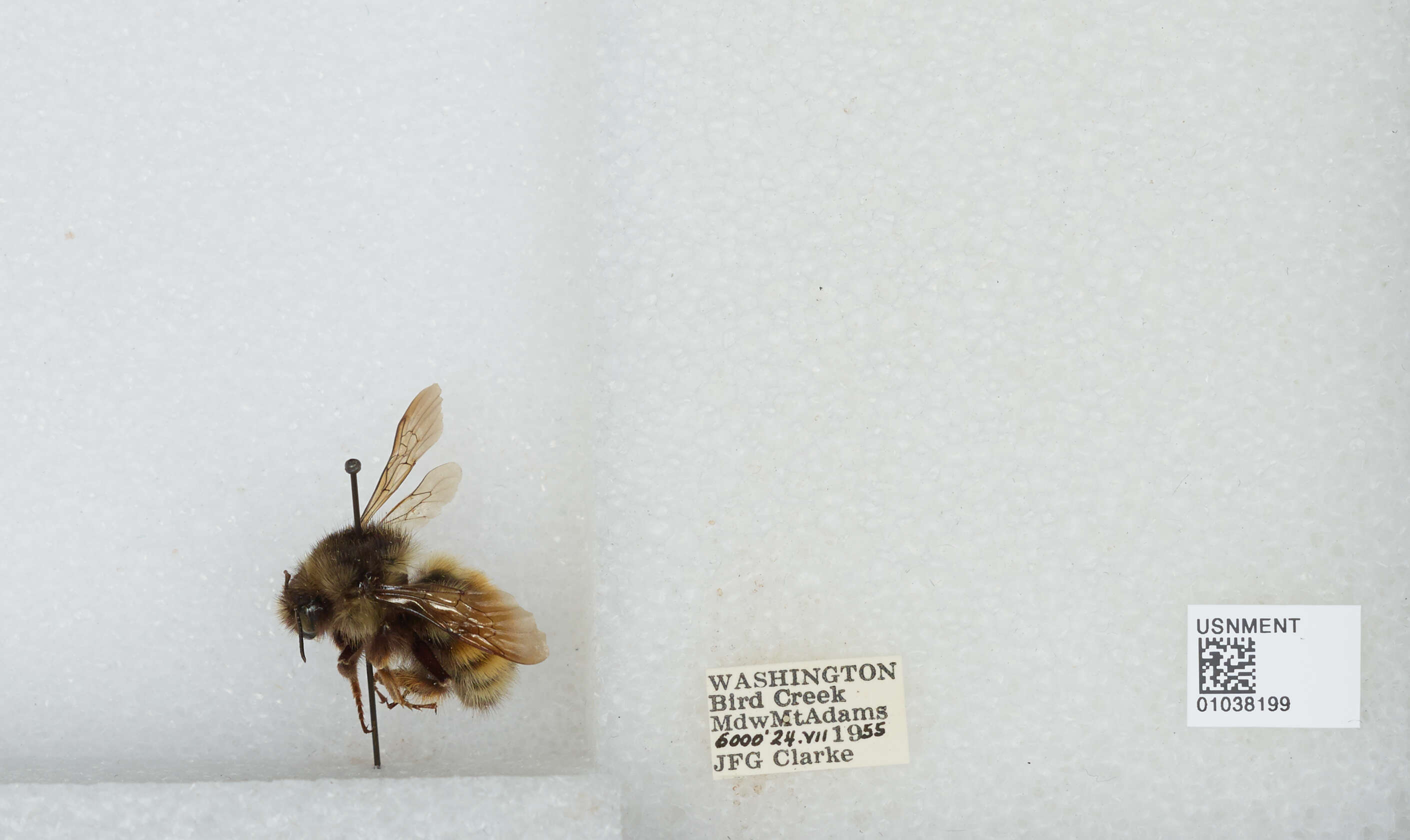 Image de Bombus sylvicola Kirby 1837