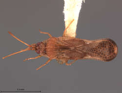 Ulonemia decoris Drake 1942的圖片
