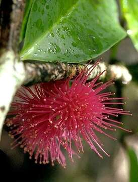 Image of Malay Apple