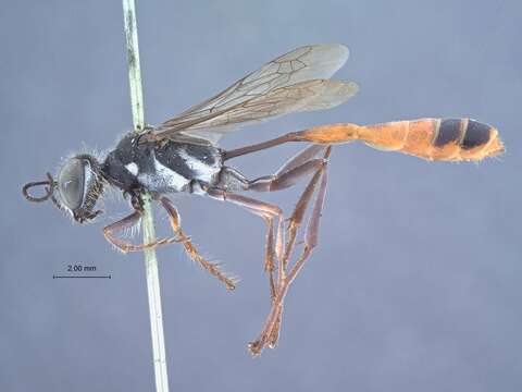 Image of Ammophila nasalis Provancher 1895