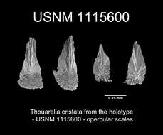 Imagem de Thouarella cristata Cairns 2011