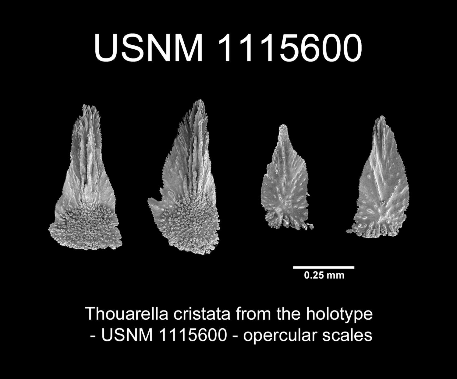 Image of Thouarella cristata Cairns 2011