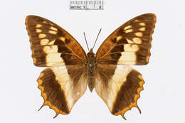 Charaxes cynthia Butler 1865 resmi