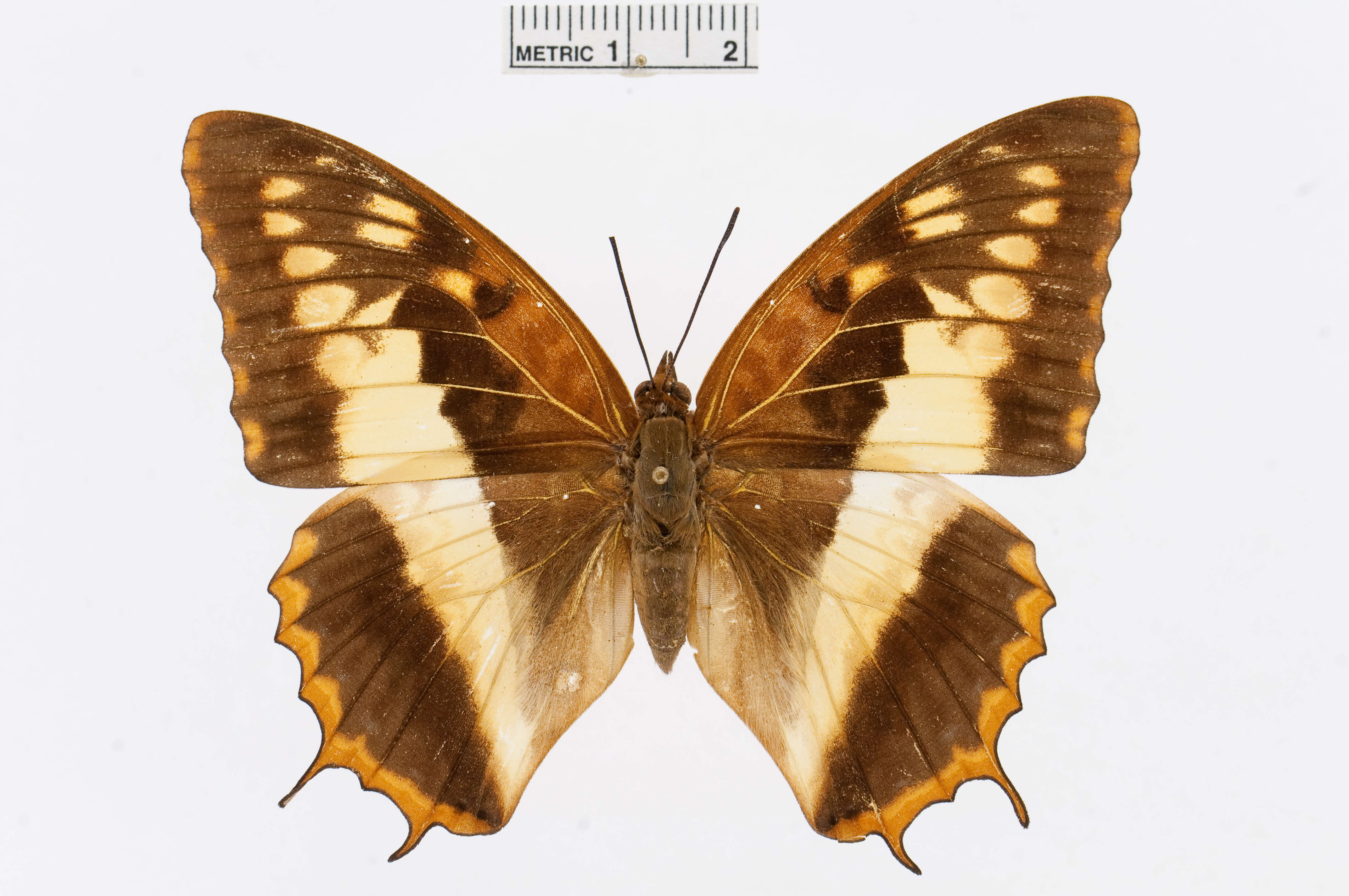 Charaxes cynthia Butler 1865 resmi