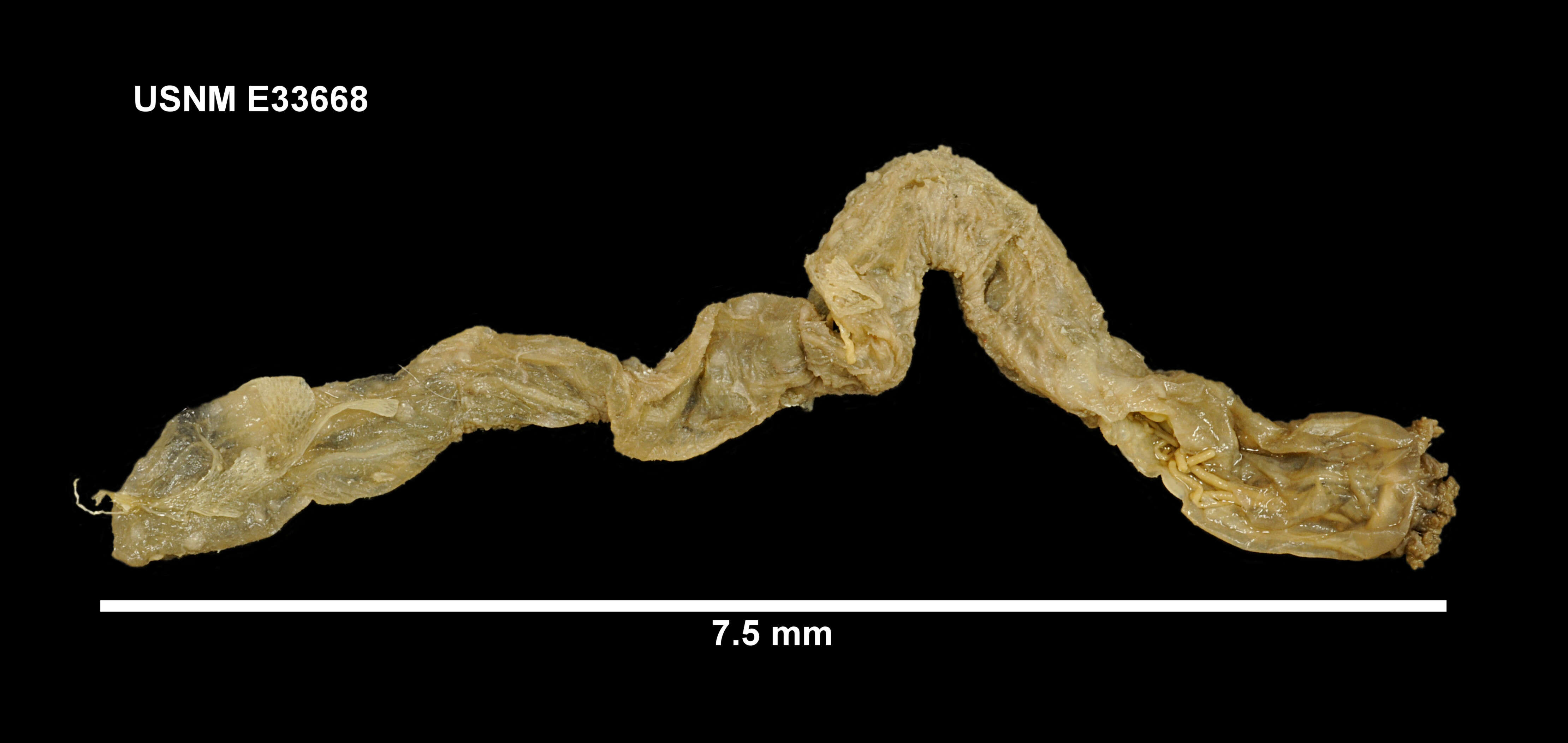 Plancia ëd Sigmodota magnibacula (Massin & Hétérier 2004)