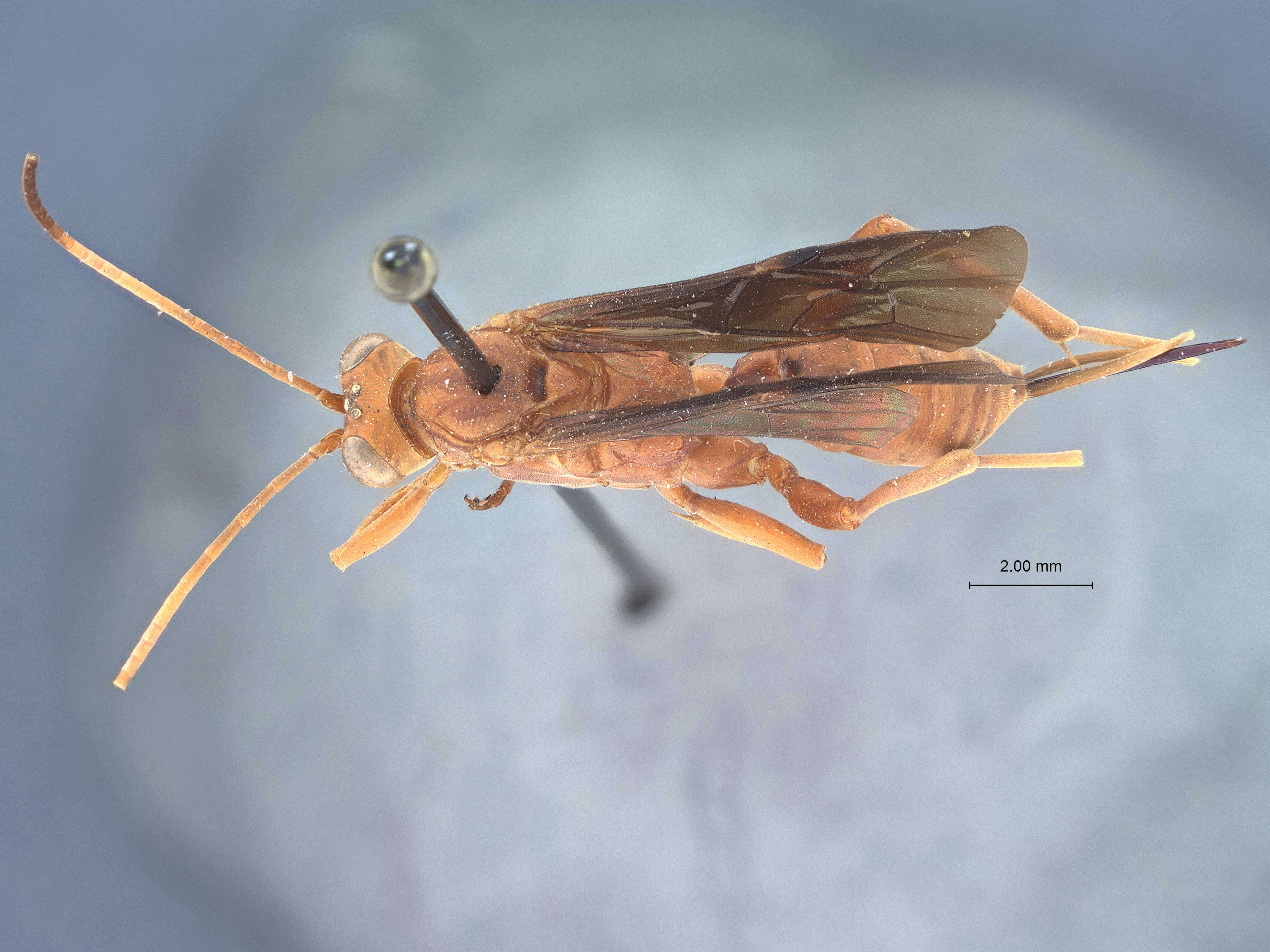 Image of Lanugo brunnipennis Townes 1962