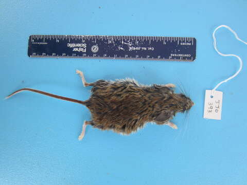 Image of Deer Mouse