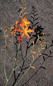 صورة Crocosmia crocosmiiflora (Lemoine) N. E. Br.