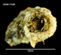 Image of Osthimosia notialis Hayward 1992