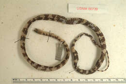 Image of Panama Spotted Night Snake