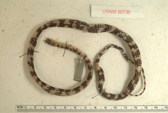 صورة Siphlophis cervinus (Laurenti 1768)