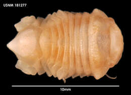 Imagem de Pseudosphaeroma tuberculatum (Sivertsen & Holthuis 1980)