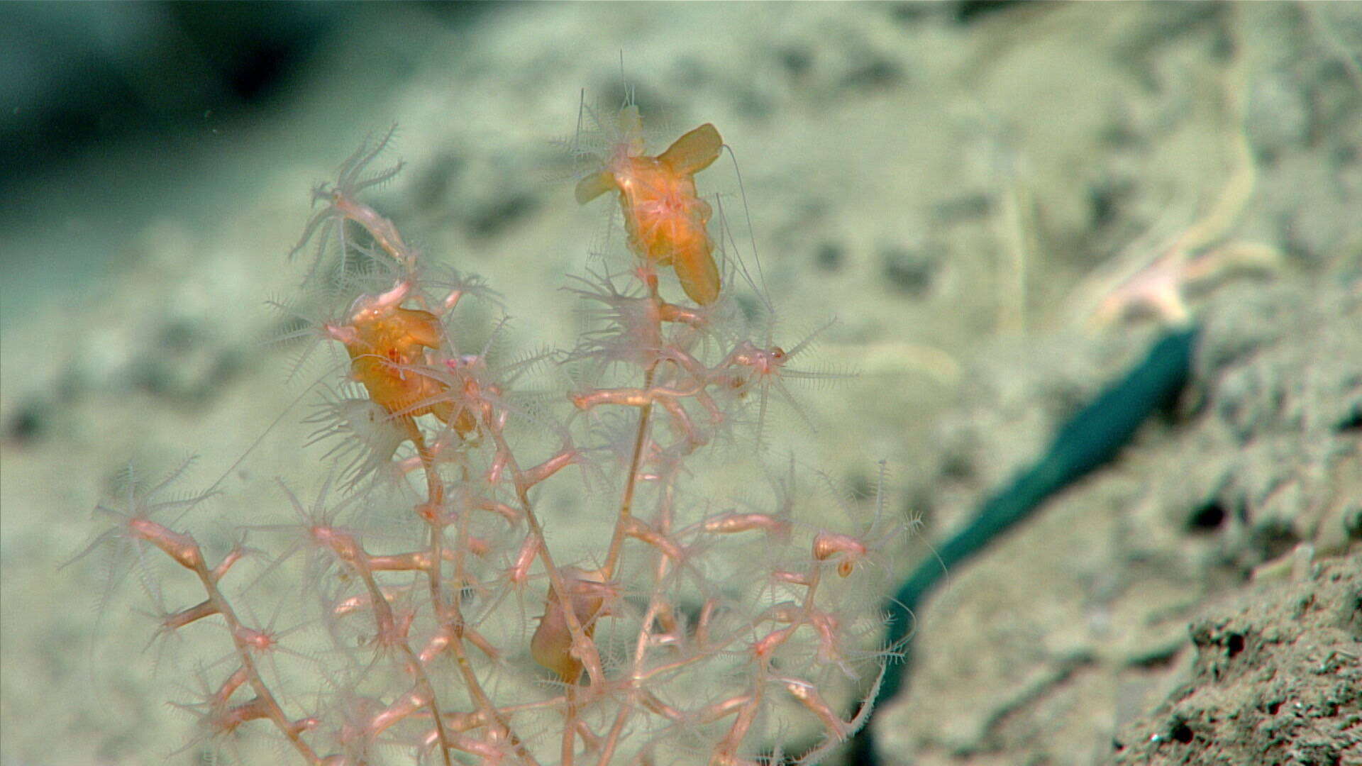 Image of Acanella Gray 1870