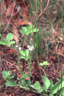 Image of Health Speedwell