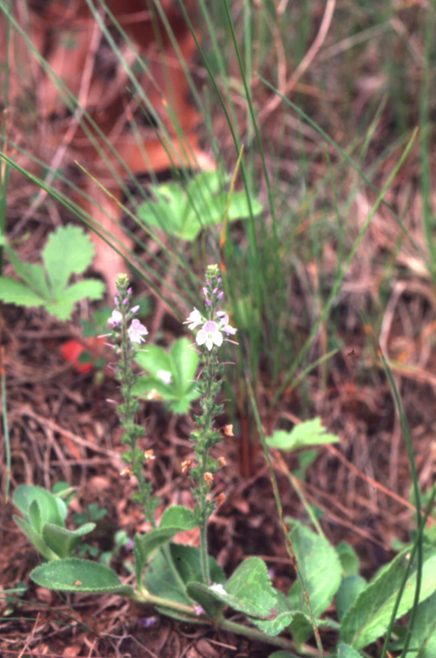 Image of Health Speedwell