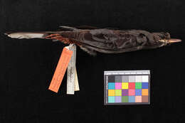 Image of Turdus plumbeus schistaceus (Baird & SF 1864)