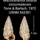 Image of Macroceramus bioscai cincorealensis C. Torre & Bartsch 2008